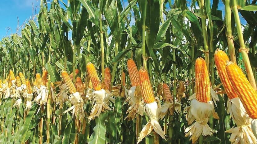 Enhancing Crop Yield
