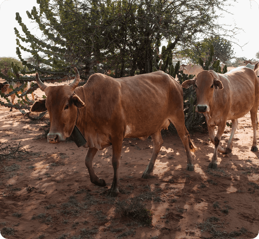 Strengthening Beef and Diary Value Chain