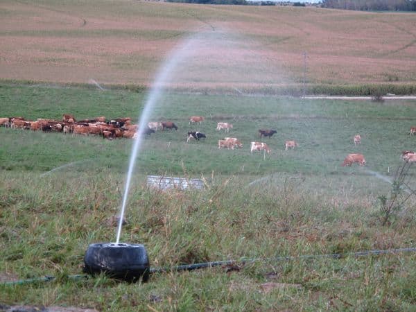 Pastural Development